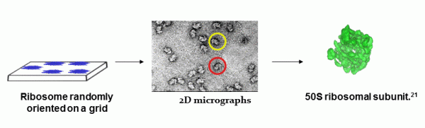 Cryo-Electron-Microscopy-figure-2d-crystals