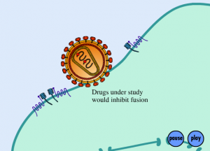 Life cycle of HIV virus - animation