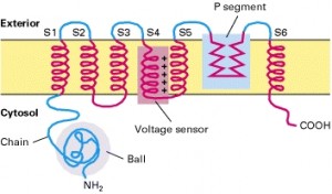 Read more about the article Voltage Sensor in the Voltage Gated Sodium and Potassium Channels