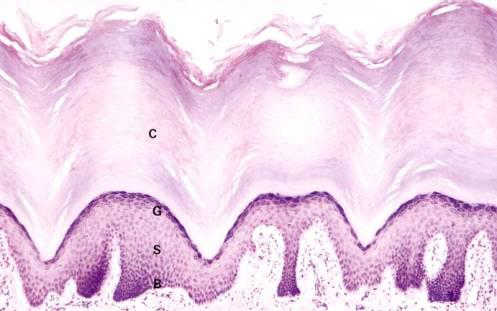 Figure 6 - Layers of epidermis: [B] = Stratum Basale, [S] = Stratum Spinosum, [G] = Stratum Granulosum, [C] Stratum Corneum