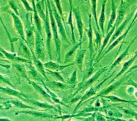 Figure 7 - Fibroblasts