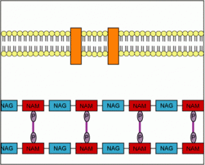 Read more about the article Animation of Synthesis of Peptidoglycan Layer