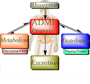 Figure showing the interplay between absorption, distribution, metabolism and excretion (ADME). Taken from reference 3.