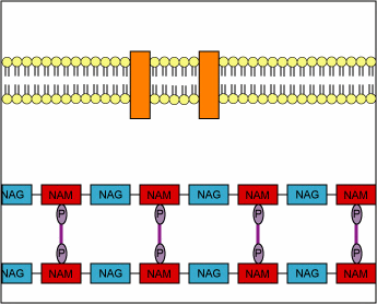 Mechanism of Action of Penicillin- by inhibition of transpeptidase and preventing the remodeling of the peptidoglycan layer