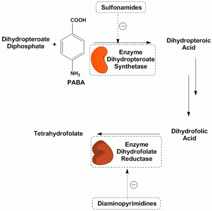 Figure showing the biosynthesis of tetrahydrofolate and the points where sulfonamides and diaminopyrimidines act to inhibit bacterial growth.