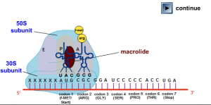 Read more about the article Mechanism of Action of Macrolides