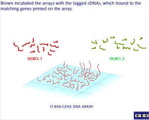 Read more about the article DNA Arrays