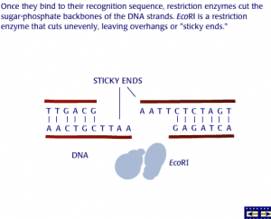 Read more about the article DNA Restriction and Restriction Enzymes
