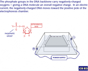 Read more about the article Gel Electrophoresis