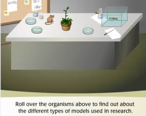 Read more about the article Model Organisms