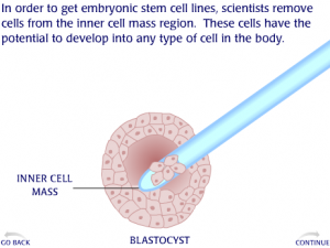 Read more about the article How Embryonic Stem Cell Lines Are Made
