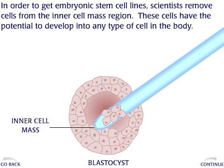 How Embryonic Stem Cell Lines Are Made | Animations 