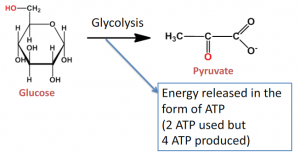 Read more about the article Glycolysis – Animation and Notes