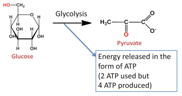Glycolysis - Animation and Notes | Animations ...