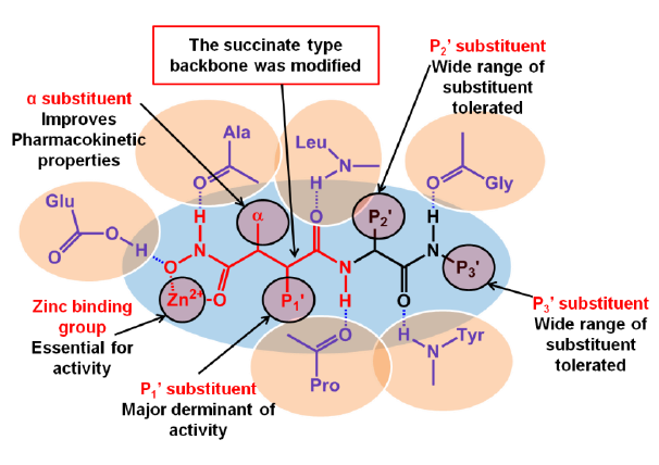 Figure 1: Structure Activity Relationship (SAR) of Second Generation Matrix Metalloproteinase Inhibitors (MMP Inhibitors)