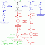 Metabolism of Paracetamol (Acetaminophen), Acetanilide and Phenacetin