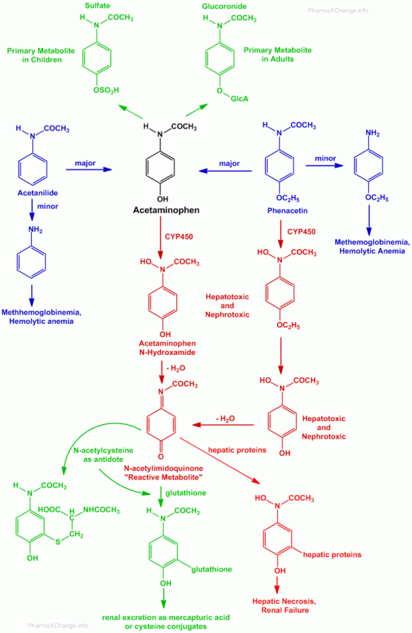 Metabolism of paracetamol (acetaminophen) acetanilide and phenacetin