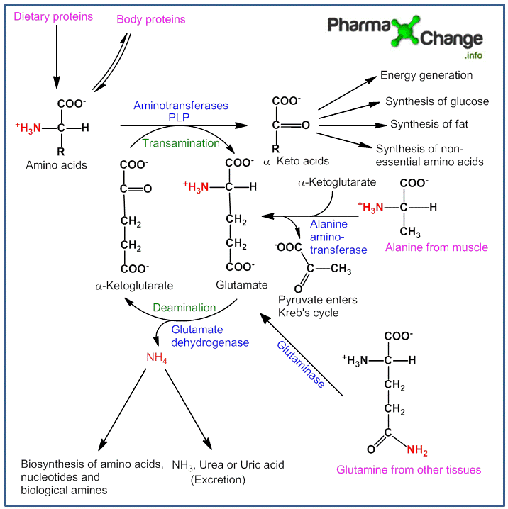 Metabolism of Amino Acids - Bimolecular Ping Pong Mechanism of  Transamination. | Biochemistry Notes 