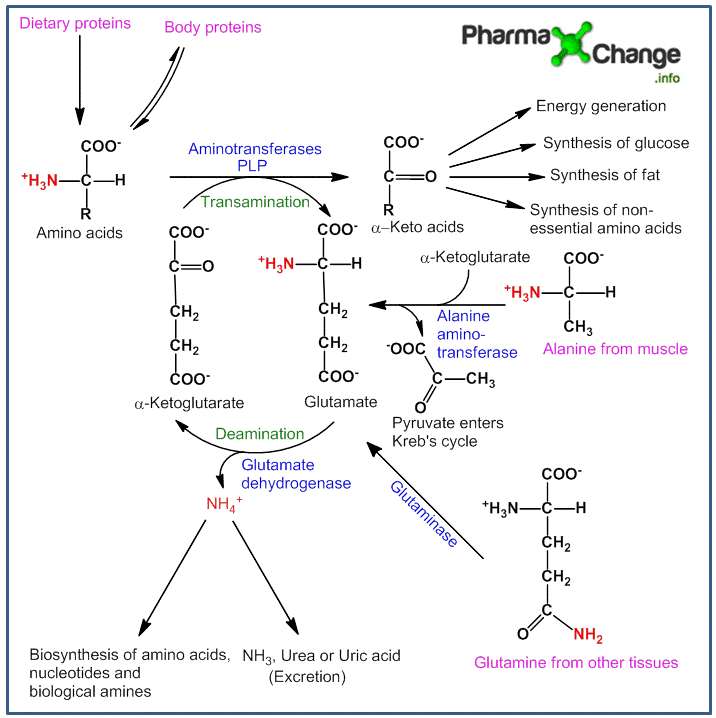 transamination mechanism