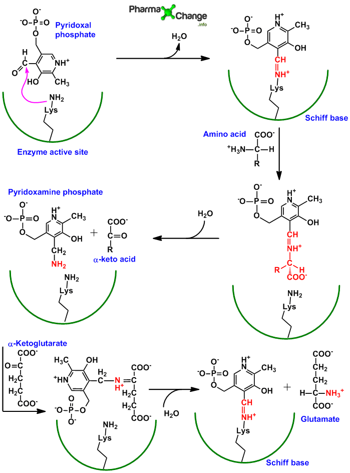 Bimolecular ping pong mechanism of transamination