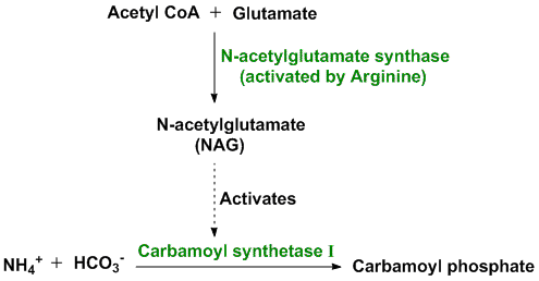 Rate limiting step of Urea cycle