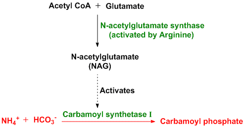 urea cycle lehninger