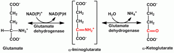 Oxidative deamination/Role of glutamate dehydrogenase
