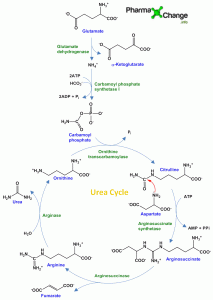 Read more about the article Urea Cycle – Production of Urea