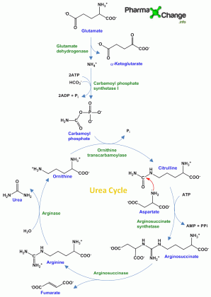 Urea Cycle - Production of Urea | Biochemistry Notes ... simlified the cycle nitrogen cycle diagram 