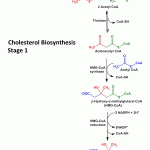 Cholesterol Biosynthesis - Stage 1