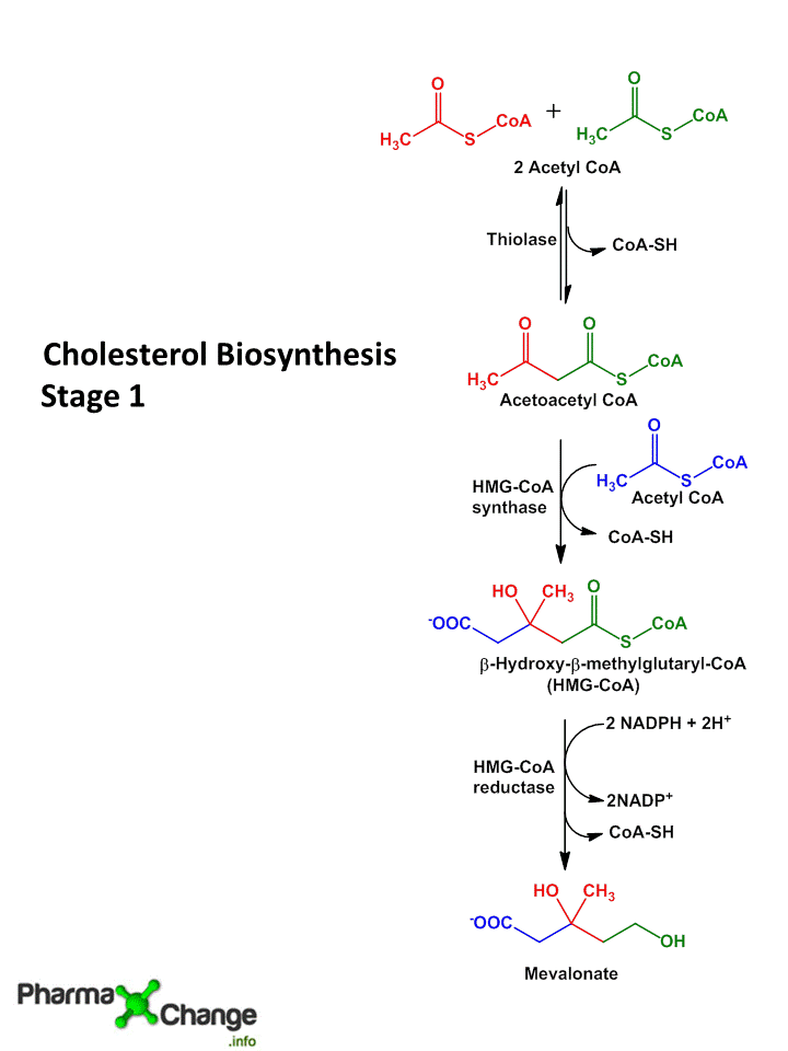 Cholesterol Biosynthesis - Stage 1