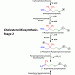 Cholesterol Biosynthesis Stage 2