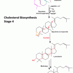 Cholesterol Biosynthesis Stage 4