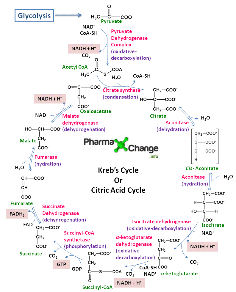 The Kreb's Cycle or Citric Acid Cycle or Tricarboxylic Acid Cycle in a static image version of the animation.