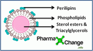 Lipid droplet structure showing triacylglycerol core surrounded by phospholipid layer coated with perilipins