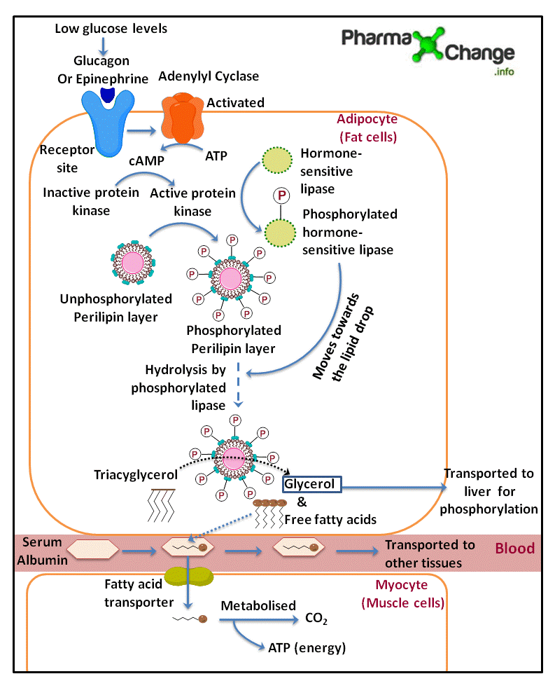 Cell Metabolism Animation