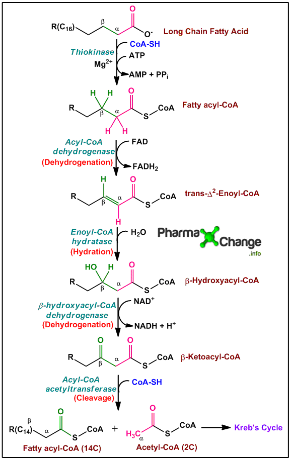 beta oxidation pathway products