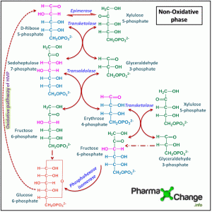 Hexose Monophosphate Pathway or Pentose Phosphate Pathway | Animations ...