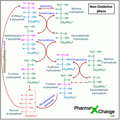 Hexose Monophosphate Pathway or Pentose Phosphate Pathway | Animations ...