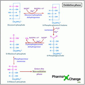 Read more about the article Hexose Monophosphate Pathway or Pentose Phosphate Pathway (With Animation)