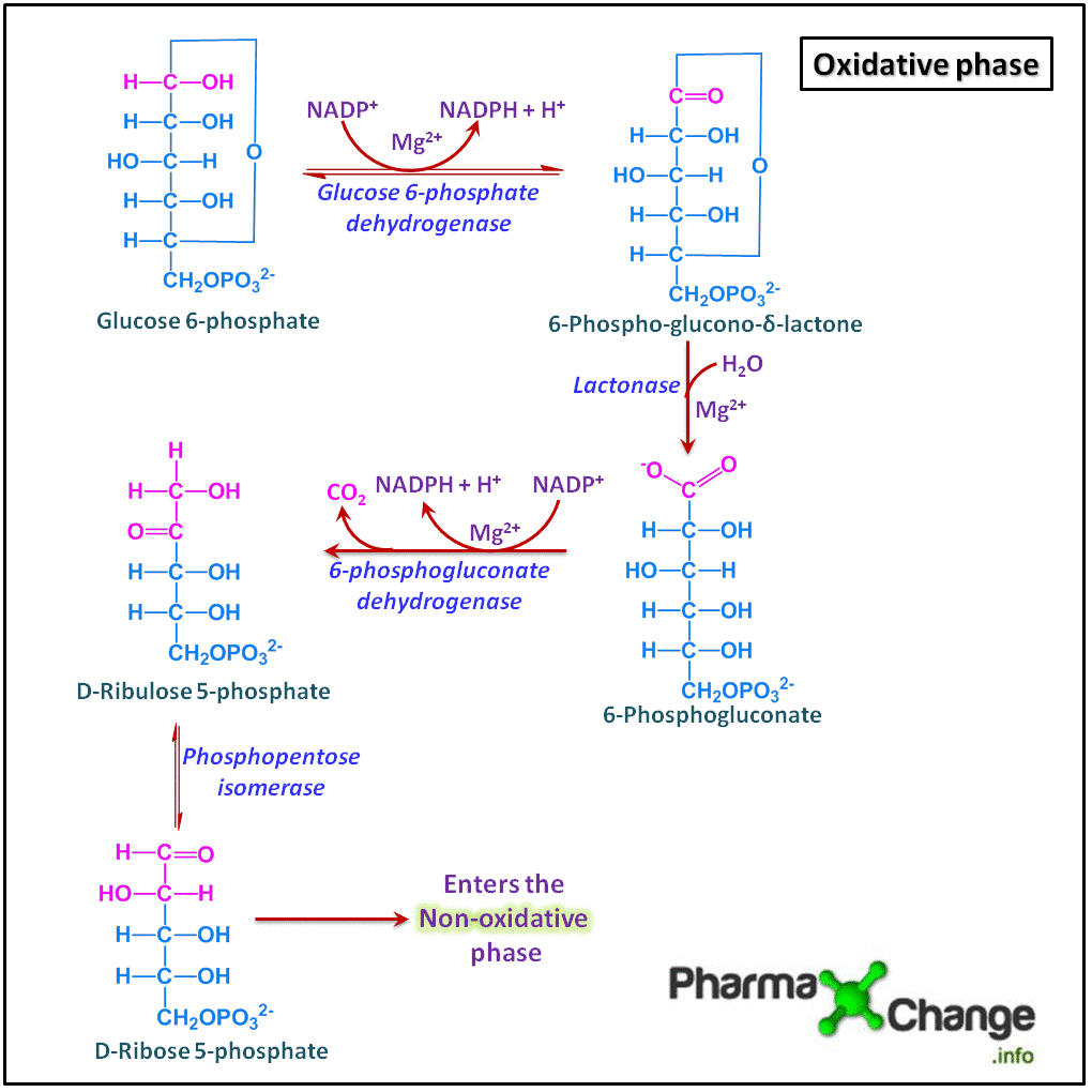 Oxidative phase of Hexose Monophosphate Shunt
