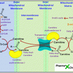 Activation and Transportation of Fatty Acid via the Carnitine shuttle in a static version 