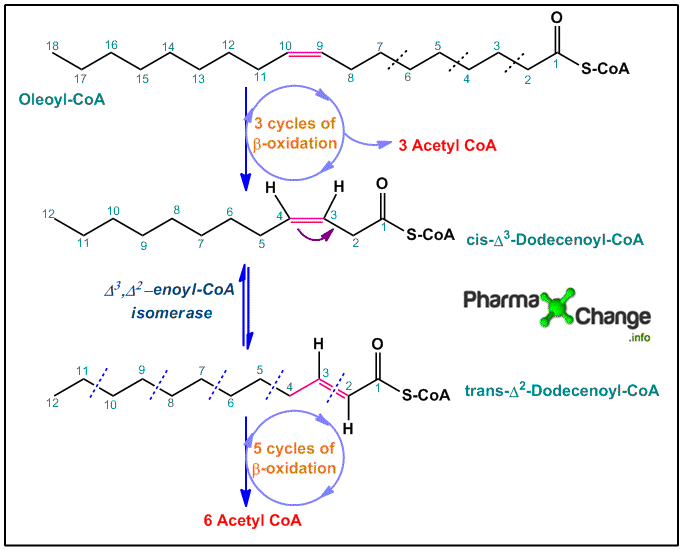 unsaturated fat diagram