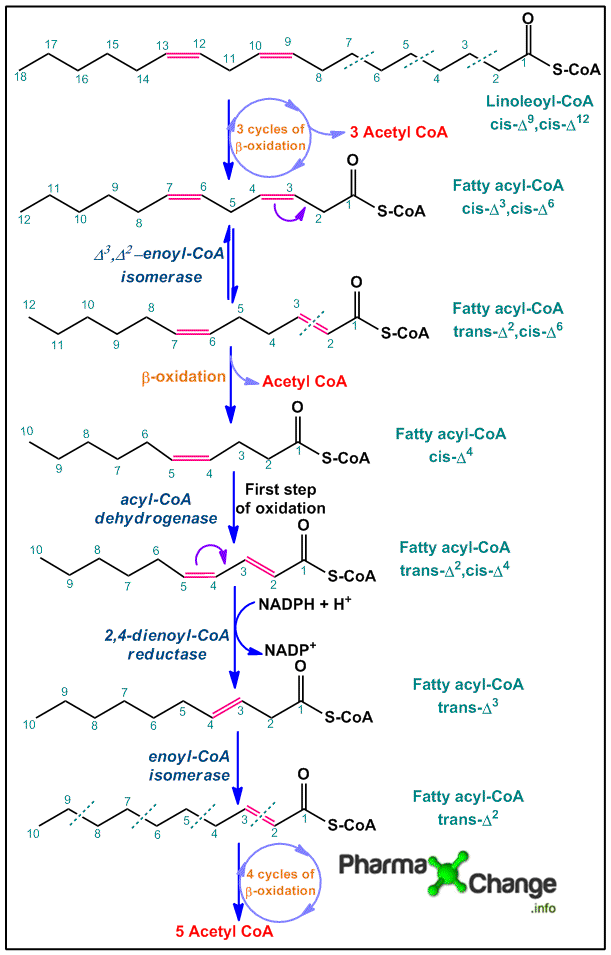 Oxidation of polyunsaturated fatty acids