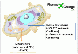 Read more about the article Energetics of Cellular Respiration (Glucose Metabolism)