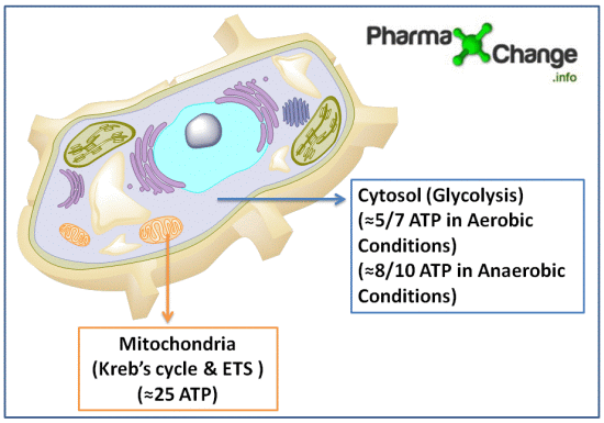 Energetics of Cellular Respiration (Glucose Metabolism) | Biochemistry Notes  