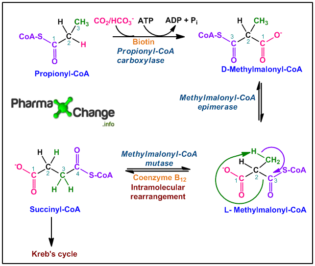 Fate of Propionyl-CoA in Beta oxidation of Odd Carbon Chain Length Fatty Acids