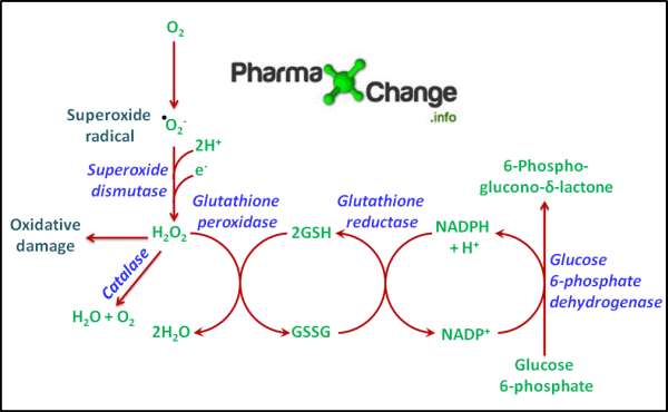 Role of NADPH and Glutathione in Preventing Oxidative Damage in Cells
