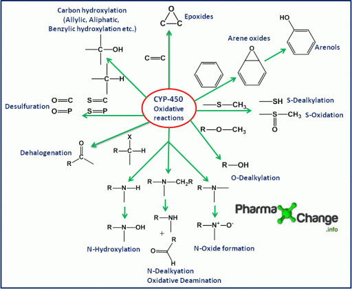 CYP-450 mediated Oxidative Reactions 