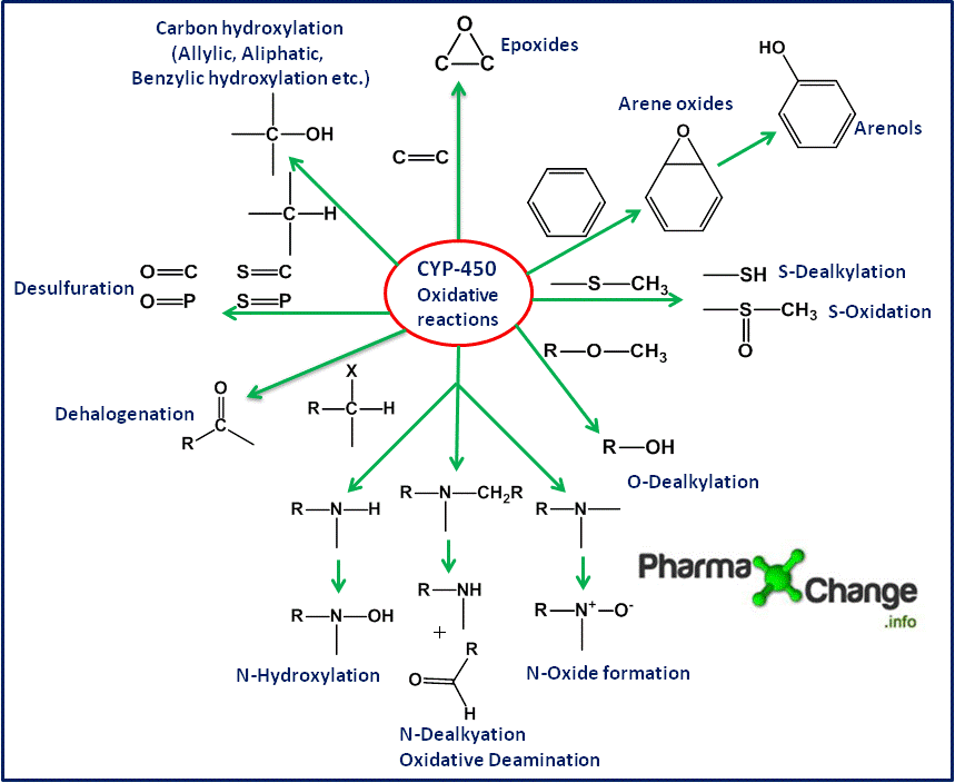 CYP-450 mediated Oxidative Reactions